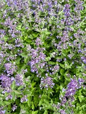 Catnip Nepeta cataria – 1500 Seeds – Catmint Herb Edible