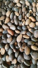 Zirbeln&uuml;sse 2,5 kg Nagerfutter Vogelfutter Eichh&ouml;rnchenfutter Papageien