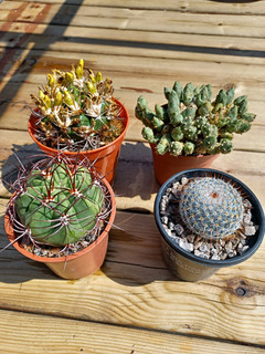 Cactus Starter Collection No.8