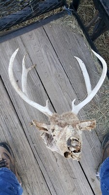 1 Winter Kill Colorado MULE DEER RACK ANTLER FULL SKULL whitetail elk shed moose