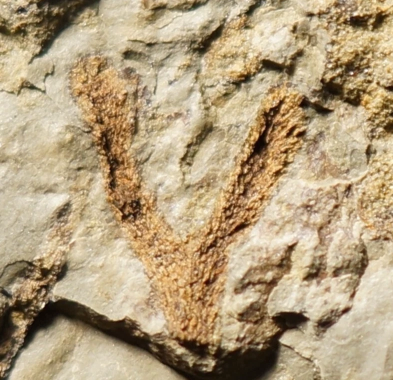 Extremely rare ! very unique Silurian plant fossil oldest clubmoss lycopsid ! - Image 2 of 4