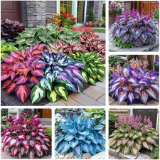 330 Mixed Color Hosta Seeds for Planting - Shade-Tolerant Perennials, Dual Use
