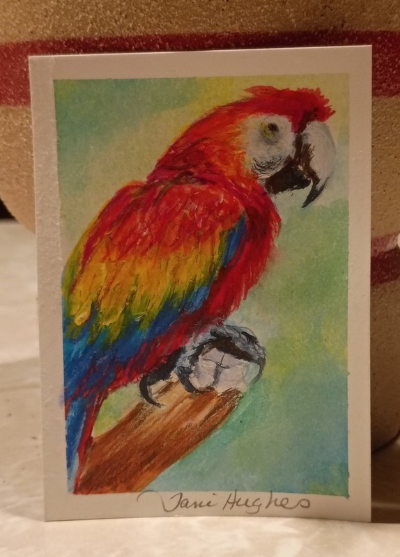 ACEO Watercolor Macaw Signed By Tami Hughes 