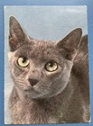 Russian Blue Cat Postcard ~ Kocka Ruska Modra - 6x4 Continental