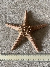 Large Natural Dried Knobby Starfish 21 cm