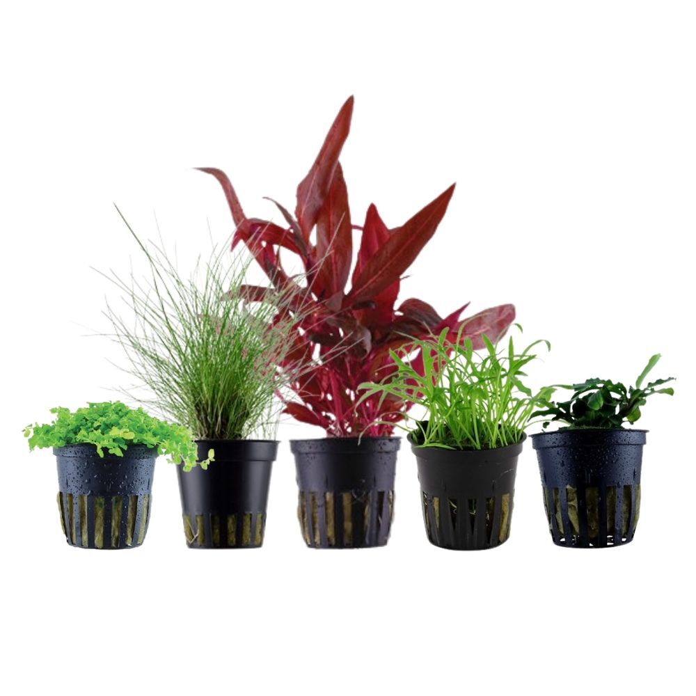 AquaOne Nr.113 Set Piante con 5 Piante in Vaso Acquario Piantumazione