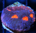 Corals of Eden ~ NON WYSIWYG Live Coral Frag ~ Bubble Gum Chalice ~ LPS SPS — photo 4