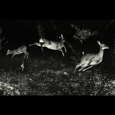 Wordcolour - The Trees Were Buzzing / And The Grass. [CD]