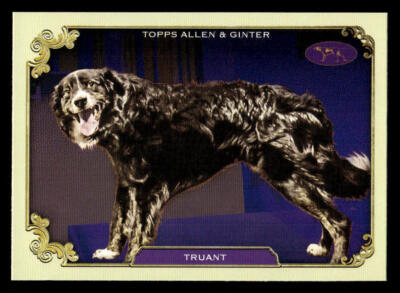 2024 Topps Allen & Ginter #SOS-4 Truant Stars Of Show Westminster Club Card