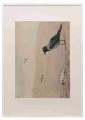 Whymper Charles 1853 1941 Ägyptische Vögel 1909 Kapuzenkrähe A3 A4 gerahmter Druck Pi