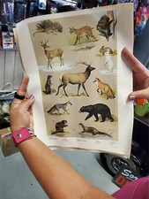 VTG PENNA. GAME COMMISSION 1965 MAMMALS OF THE MOUNTAIN POSTER-NED SMITH '64