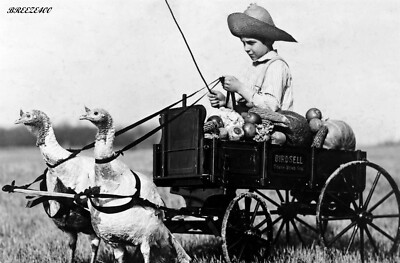ODD, STRANGE, FUNNY/VINTAGE 1909/BOY IN A TURKEY DRAWN WAGON/4x6 B&W Reprint