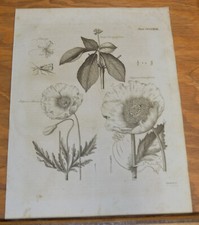 1798 Antique Dobson Print ///OPIUM POPPY, SCORPION FLY, AMERICAN JINSENG