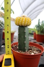 Discocactus horstii variegated Grafted. Sale Price