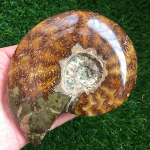 293g Natural Ammonite Fossil Conch Crystal Specimen Healing  d600 - Foto 1 di 12