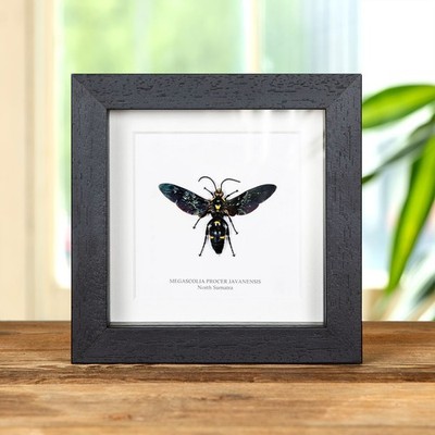 Taxidermy Giant Scoliid Wasp Frame (Megascolia procer javanesis)