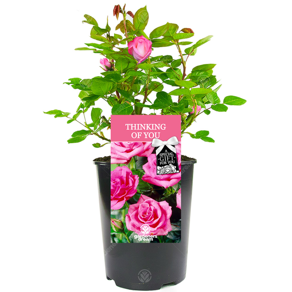 Thinking of You Rose - Thinking of You Gift - Live Rose Bush Plant