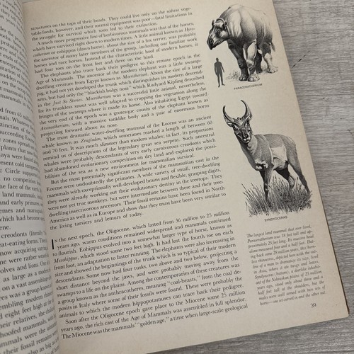 Vintage 1963 "The Mammals" By Time Life Nature Library Hardcover Book  - Picture 8 of 14