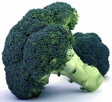 Broccoli Waltham 29 Great Garden Vegetable Heirloom By Seed Kingdom 2,500 Seeds