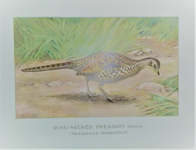 Ring Neck Pheasant Female, Chromolithograph  1905-1910, J.L. Ridgeway