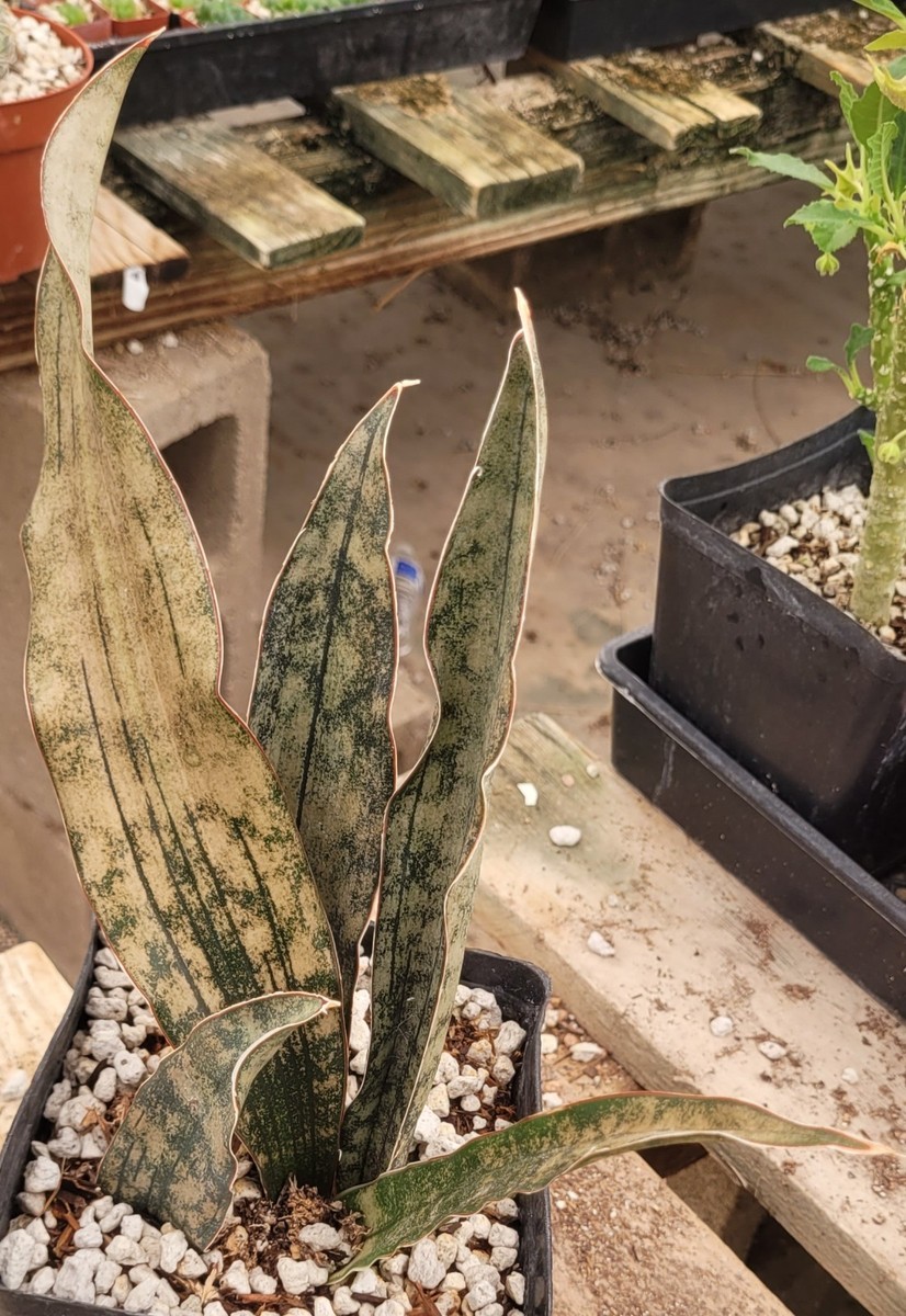 Sansevieria Kirkii Var. Pulchra 'Coppertone' 7" Tall - Bare Root | eBay