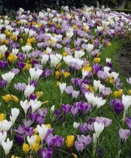 Mixed Crocus Bulbs Large Flowering Mix of Whites Purples Blues and Yellows 50