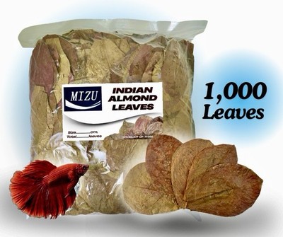 1,000 Pcs. Size 10-16cm.Indian Almond Leaves (IAL)For Shrimp, Betta, Reduce pH