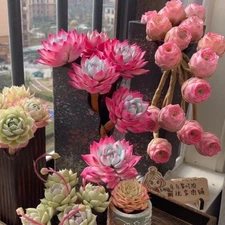 100pcs Mixed Colorful Succulents Witchford Lithops Seeds Garden plant