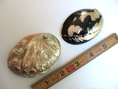 2 Pearlized Abalone Mussel Clam Shell Polished Seashell White Mother of Pearl 3"