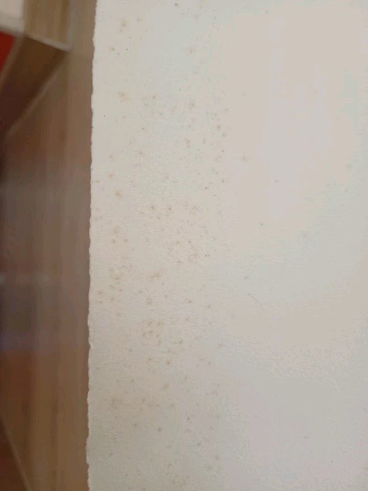 ANCIENNE LITHOGRAPHIE LEON DANCHIN CHIENS DE CHASSE ANNEE 1938 Signée - Photo 4/4