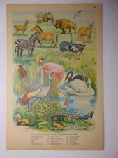 Original Soviet Poster Ukraine Bird Animals Reserve Wildlife Save Nature vintage