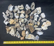 Fossil Agatized Coral Tampa Bay Florida Agate - 50+ Broken Pieces as found