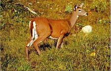 Deer Field Postcard Curtiech VTG UNP Vintage Unused Chrome