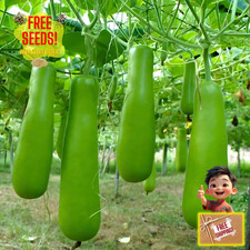 Fresh Calabash Long Bottle Gourd 10 Seeds  Heirloom  Non-GMO  Asian Vegetable
