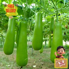 Fresh Calabash Long Bottle Gourd 10 Seeds | Heirloom | Non-GMO | Asian Vegetable
