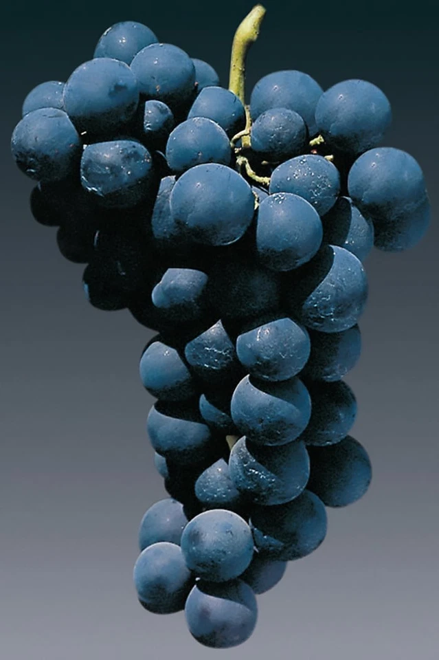 Pianta di uva, vitis vinifera, in vaso. Varietà a scelta. Età 2 anni, 120-150cm - Immagine 4 di 4