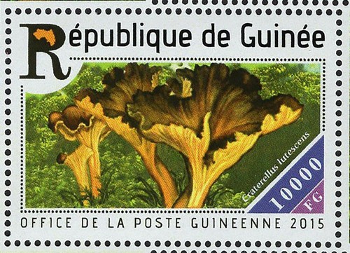Mushrooms Stamp Bundle of 2 Pongo Semnopithecus Entellus S/S MNH #10395-10397 - Picture 5 of 13