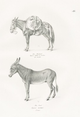 Esel Maulesel Maultier hinny mule donkey Lithographie Brodtmann 1824