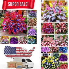 Hosta Seeds - 210pcs Decorative Foliage Plants  Ideal for Gifts  Perennial Pl...