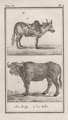 Orig. Kupferstich: Le Buffle, Le Zebu, Büffel, Pl.2. Aus einem zoologischen Atla