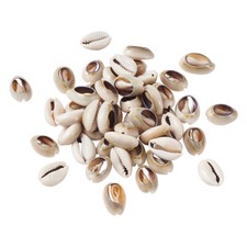 100 No Hole Shell Conch Beads Cut Back Money Shell Cowrie Beads Crafting 17 20mm