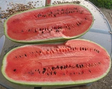 Charleston Gray Watermelon  - 15 Seeds COMB. S/H  SEE MY STORE