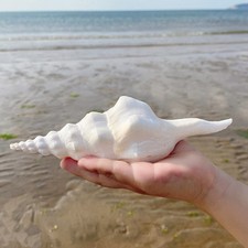 15-18cm White Diamond Shell Sea Shell Aquarium Decoration Handmade Wedding Prop