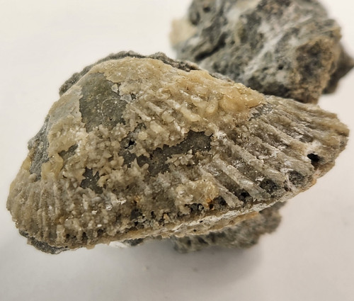 Ruck's Pit Calcite Bivalve Fossil - Mercenaria permagna - Ft Drum, Florida 