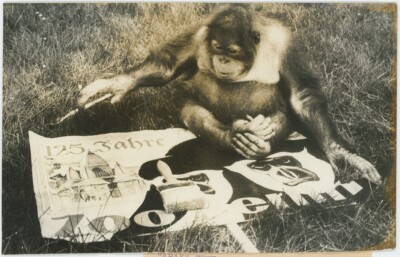 Der Orang-Utan '' Arak '' feiert 125-jähriges Bestehen des Berliner Zoologischen Parks.