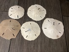 Large 5 Authentic Sand Dollar - Beach Decor - Vintage 1- 5 1/2 3 -5 1-4