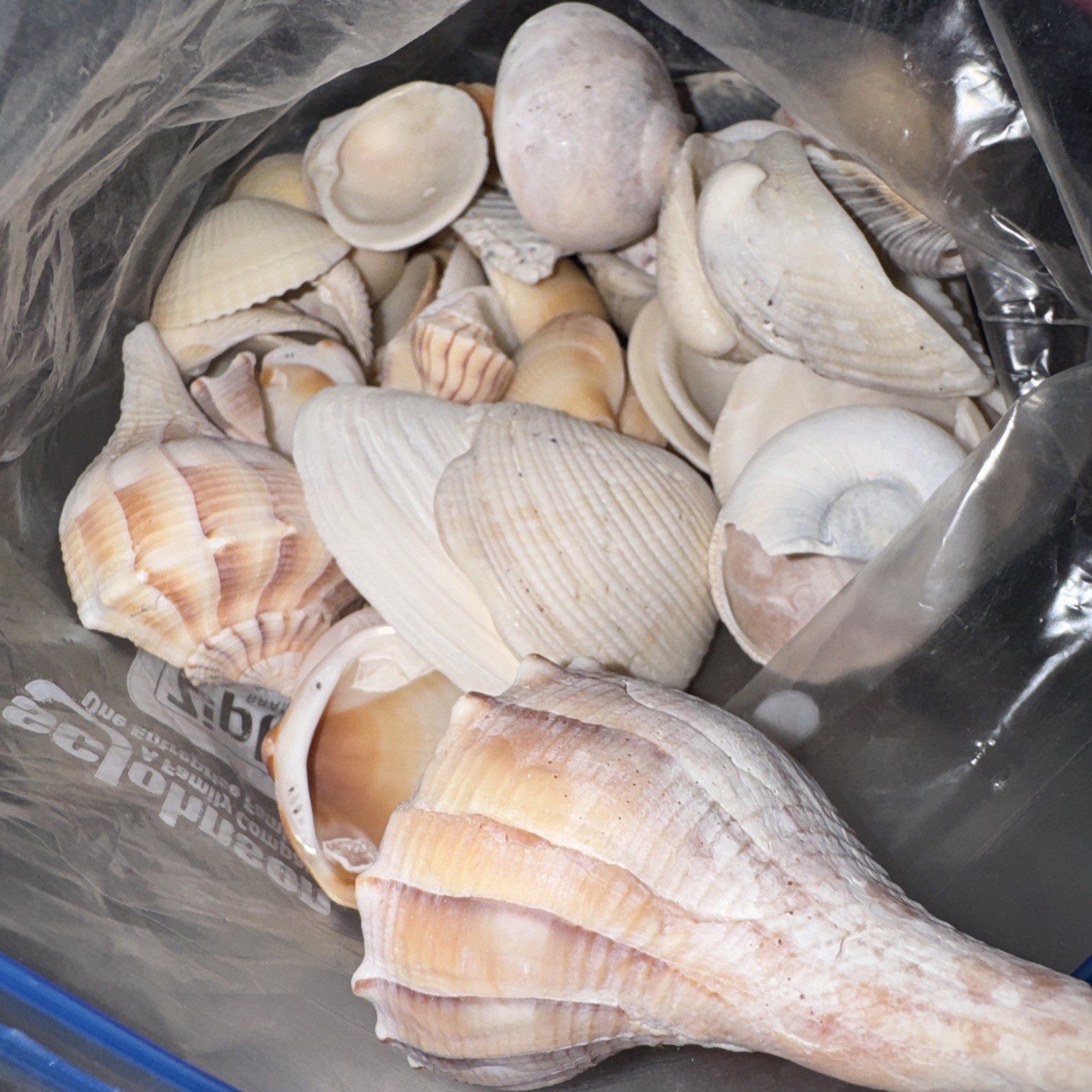 Large Square Flat Shell Large Sea Shells Huge Lot Various Sizes And Shells From South Florida ...