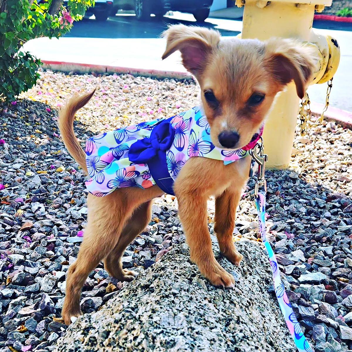 Dogit Schmetterlings-Hundekleid – In Lila, Größe Medium | Für Kleine Hunde Bis Ca. 4,5 Kg