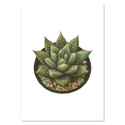 Wandposter / Drucke ''Zebra Haworthia Sukkulente'' (PP052296)