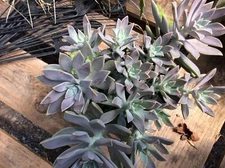 Receive 2 RARE  Echeveria  GHOST PLANT SUCCULENT 2" TO 4" Cuttings